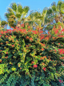 Bougainvillea, a shrub with red flowers among green leaves, growing on the street of Protaras against the backdrop of a palm tree and a blue cloudless sky.