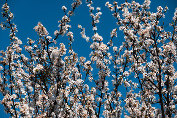 Flowering tree. White flowers on tree branches. The arrival of spring.