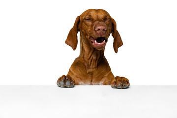 Closeup face of cute brown Kurzhaar Drathaar, purebred dog posing isolated on white background. Concept of animal, pets, beauty, breed, title