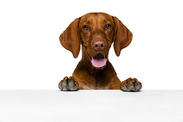 Closeup face of cute brown Kurzhaar Drathaar, purebred dog posing isolated on white background....