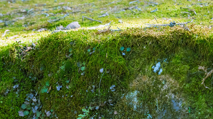 森の中の苔むした石段