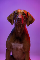 Portrait of beautiful Kurzhaar Drathaar, purebred dog posing isolated on purple background in neon light. Concept of animal, pets