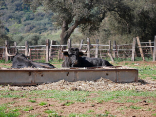 Impressive brave bull, black with big horns, lying on the ground, resting next to a water trough in...