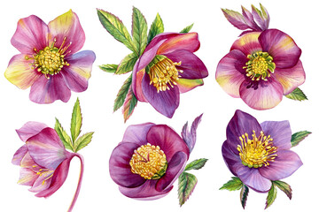 Watercolor flowers, hellebores isolated on a white background. Botanical illustration. Set Floral design elements
