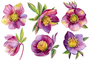  Watercolor flowers, hellebores isolated on a white background. Botanical illustration. Set Floral design elements © Hanna