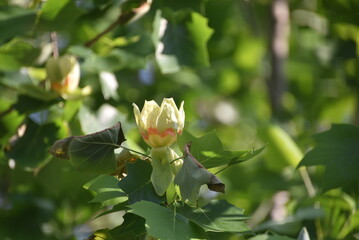 Tulip poplar