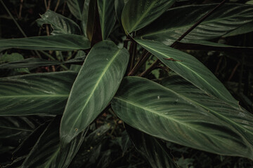 Obraz premium leaves in the garden