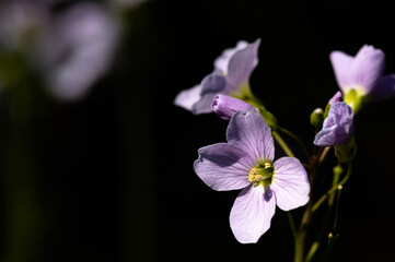 Fototapeta na wymiar Cardamine pratensis - Cuckoo flower - Cardamine des prés