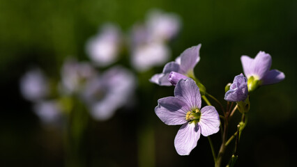 Cardamine pratensis - Cuckoo flower - Cardamine des prés