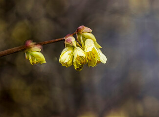yellow spring blooms - pastel colors 