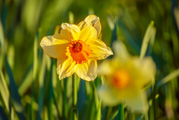 Fototapeta premium Beautiful yellow daffodils