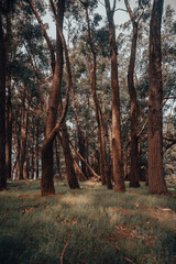 autumn in the forest