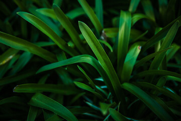 Obraz premium green grass with dew drops