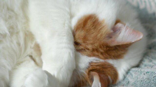 White - red cat lies covering his face with his paws. The pet closes his eyes in despair.