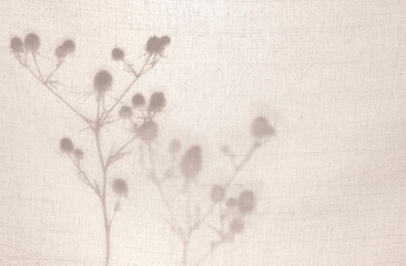 Abstract neutral background. A silhouette from dry herbs behind a light cotton beige fabric. Shadows of branches on beige background with copy space. Shadow for natural light effects.