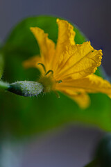Makroaufnahme einer jungen  Gurken Pflanze