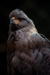 portrait of a vulture