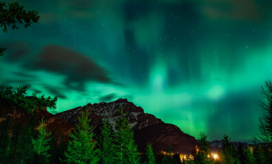 green forest in the night