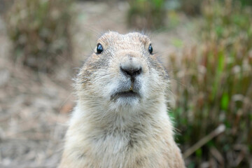 prairie dog 