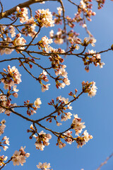 rosa Kirschblüten am Baum im Frühling
