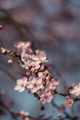 rosa Kirschblüten am Baum im Frühling 