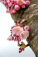 rosa Kirschblüten am Baum im Frühling
