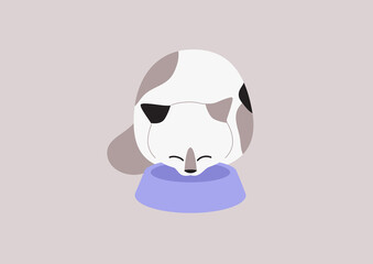 Indoor cat eating lunch from a big bowl, domestic pets