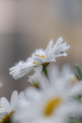 Nahaufnahme von Margeriten Blume im Schnee und Regen