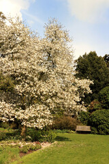 white blossoms in the park