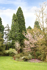 cherry blossoms in the park