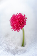 Makroaufnahme einer Gänseblume im Schnee im Frühling © Kathy