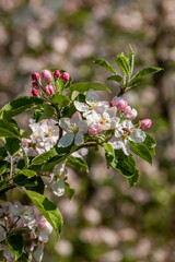 Zweig eines Apfelbaums mit weissen Blüten
