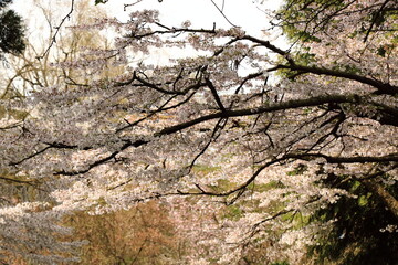branch with cherry blossoms in the park