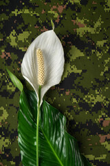 White peace lily flower representing peace on a military camouflage pattern background.