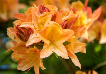 Fototapeta na wymiar Rhododendron 