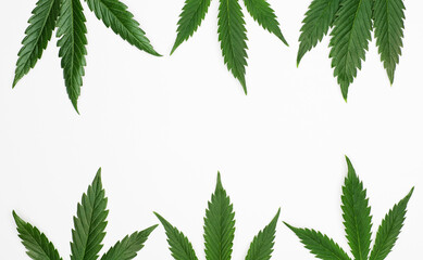 Fototapeta na wymiar marijuana leaves with free central space for text or objects, white background