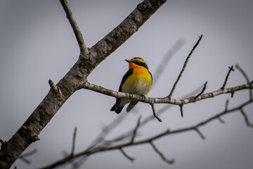 Naklejka premium 北海道の5月、キビタキの春。 