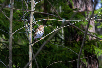robin bird on a branch