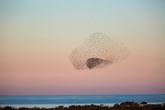 Starlings murmuration in Aiguamolls De L Emporda Nature Park, Spain