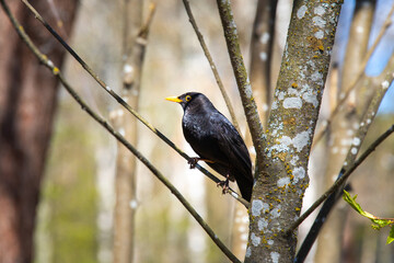 blackbird on a branch