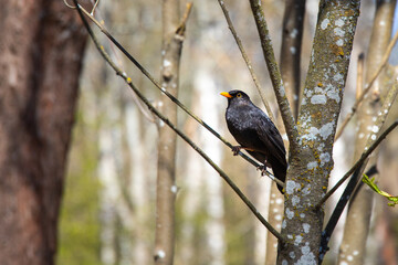 blackbird on a branch
