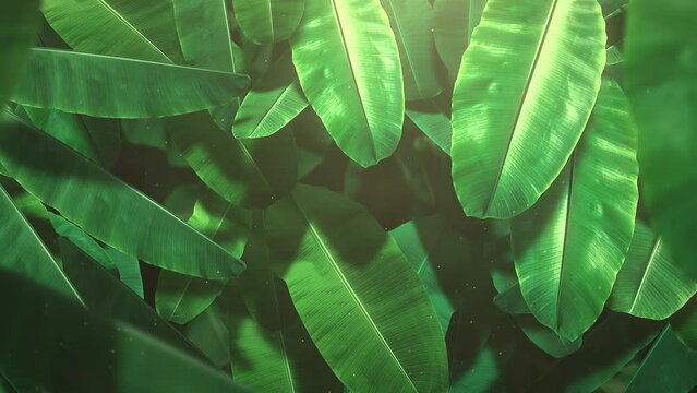 Tropical leaf of trees with glitters, motion promotion, summer and retro style background