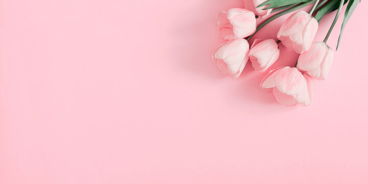 Flowers pink composition. Flowers pink tulips on pastel pink background. Wedding. Birthday. Happy womens day. Mothers Day. Valentine's Day. Flat lay, top view, copy space