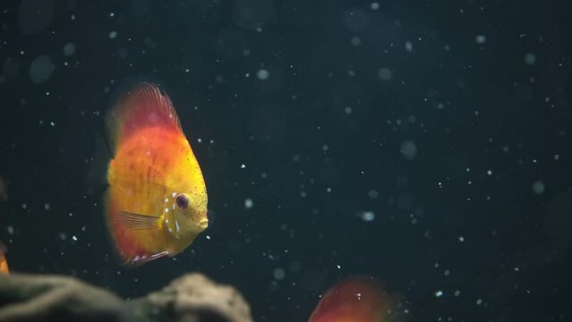 red discus pompadour fish. Aquarium with orange fish. Dark video with marine fish. Oceanarium. Relaxing video with copy space large sea fish. slow motion