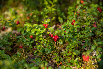 Close up of red cowberries in a forest