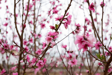 Primavera. Flores de almendro y melocotonero de tonos rosados en el árbol. 