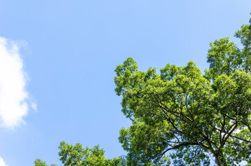 Fototapeta premium 夏空と巨樹の葉っぱ