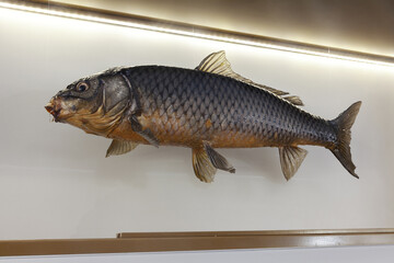 stuffed river fish in the museum