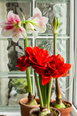 Bright bicolor blooming hippeastrum. Pink-white and red amaryllis in clay pots, macro. Home gardening concept.