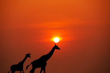 A giraffe traveling at sunset in Africa with a beautiful sunset.